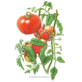 Moskvich Pole Tomato Seeds